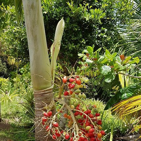 Kaye Mango Villa Soufriere Luaran gambar